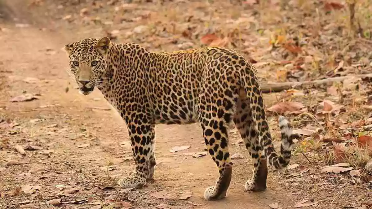 Tirumala | తిరుమలలో చిరుతల కలకలం..