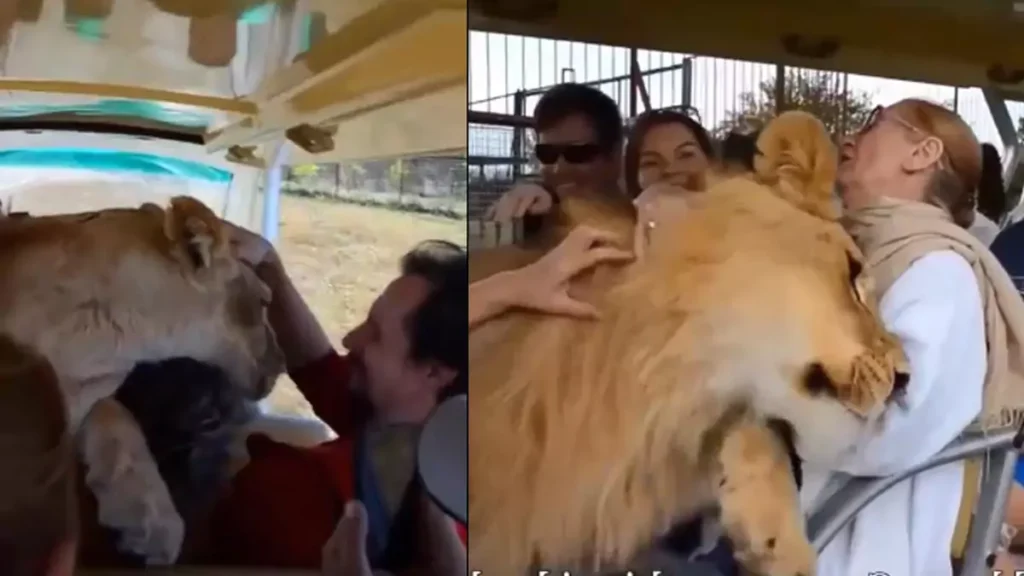 Lioness jumps onto tourists