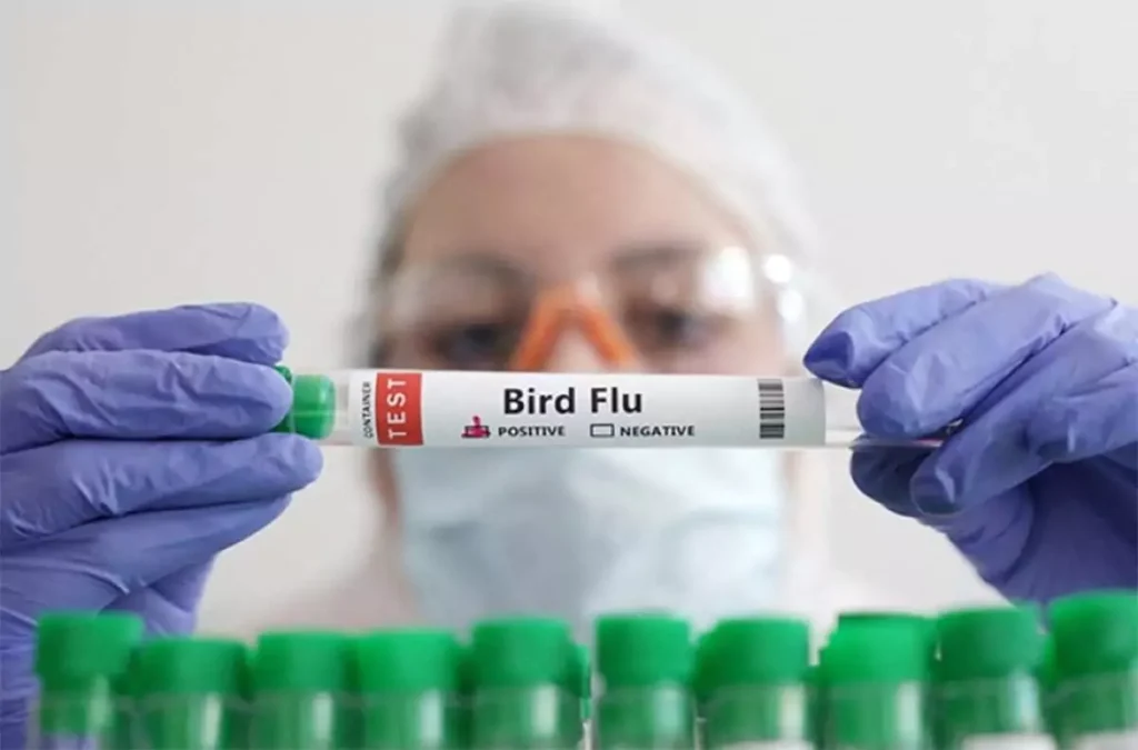 Bird Flu