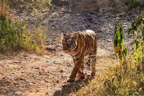 Tigers in Adilabad