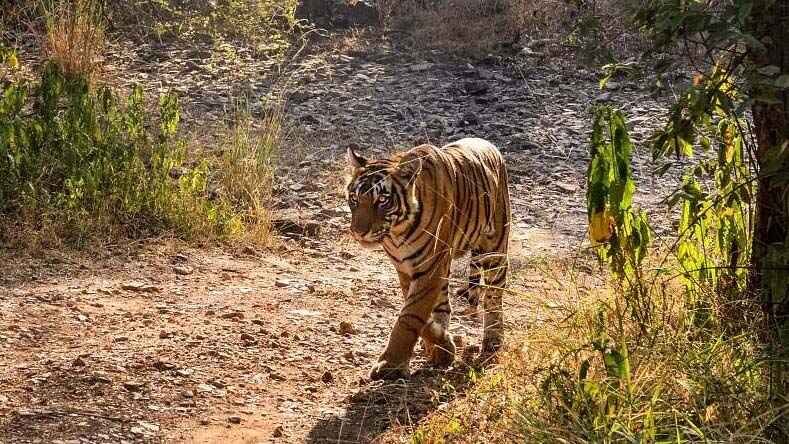 Tigers in Adilabad