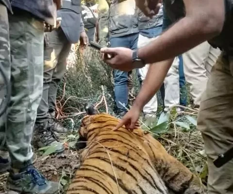 Man eating Tiger