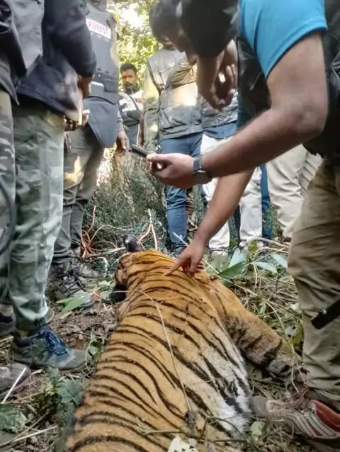 Man eating Tiger