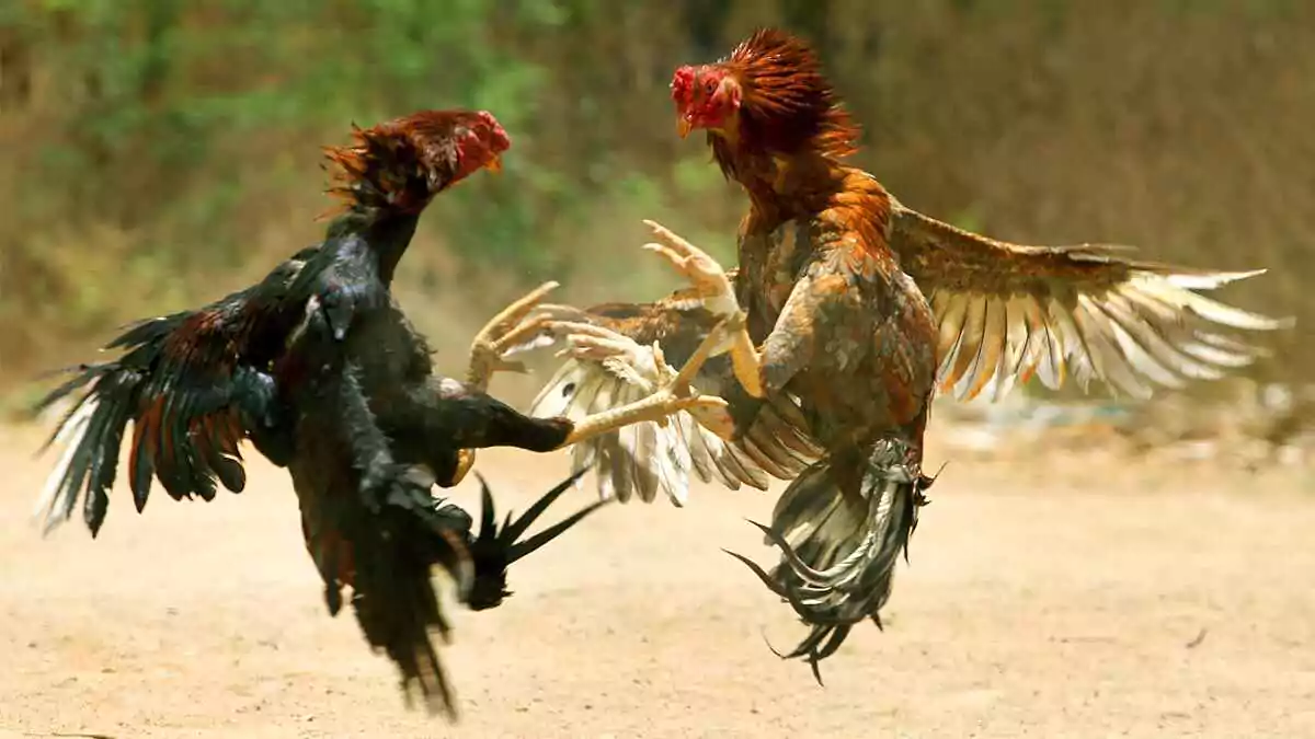 Cock Fights : నిషేధం ఉన్నా ఆగని కోడి పందాలు..
