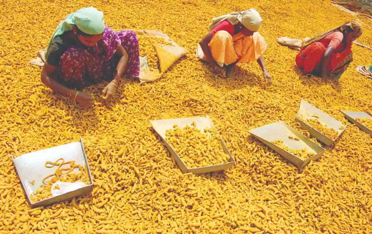 ‌Turmeric Board : తెలంగాణకు కేంద్రం గుడ్ న్యూస్..  నిజామాబాద్ లో పసుపుబోర్డు..