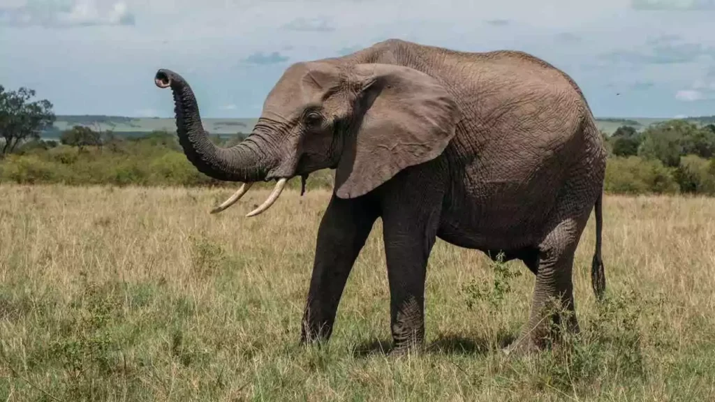 Elephant Attack in Ap