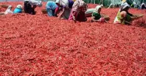 Centre to help red chilli farmers | ఏపీ మిర్చికి మ‌ద్ద‌తు ధ‌ర.. శుభ‌వార్త చెప్పిన కేంద్రం