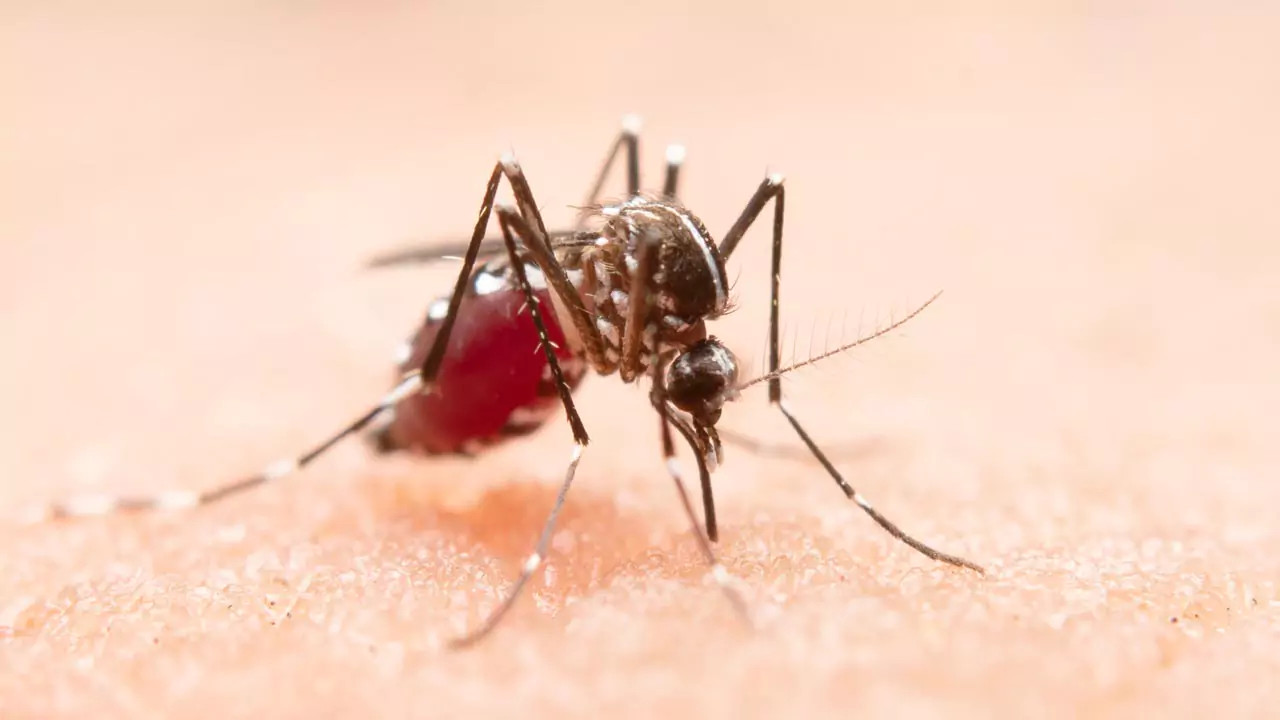 Seasonal Diseases | తెలంగాణలో రికార్డు స్థాయిలో సీజనల్ వ్యాధులు..