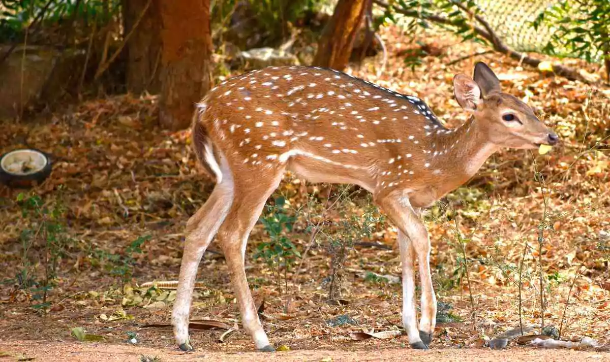 HCU | హెచ్ సీయూ క్యాంపస్ లో మరో మచ్చల జింక మృతి