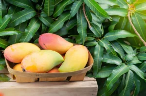 Carbide Mangoes