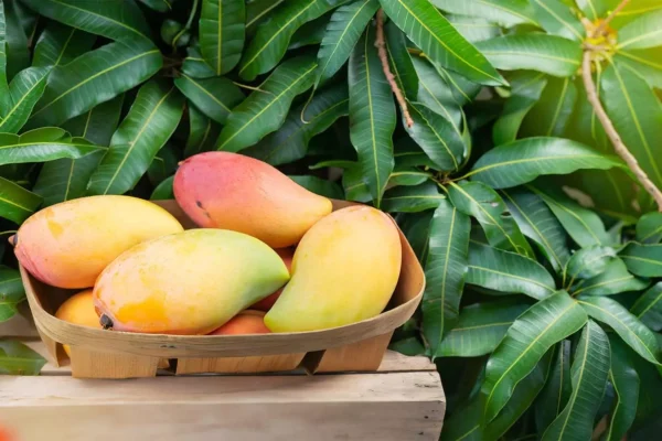 Carbide Mangoes