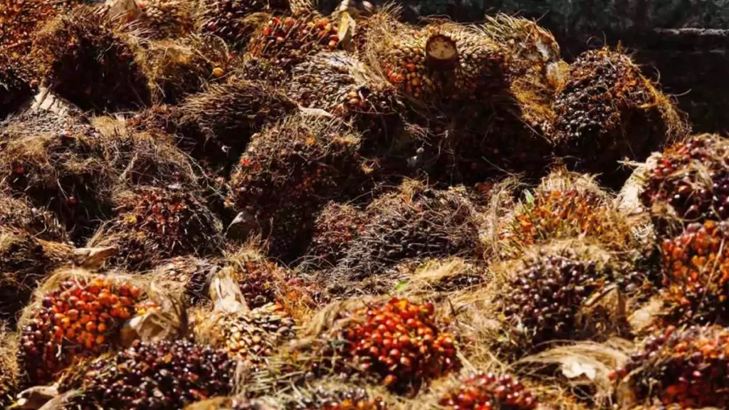 Oil Palm Factory