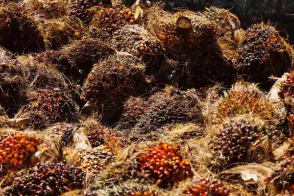 Oil Palm Factory