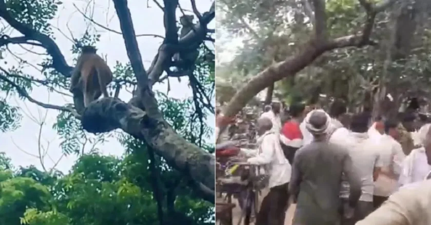 Cash RainViral Video | డబ్బుల వర్షం కురిపించిన కోతి..