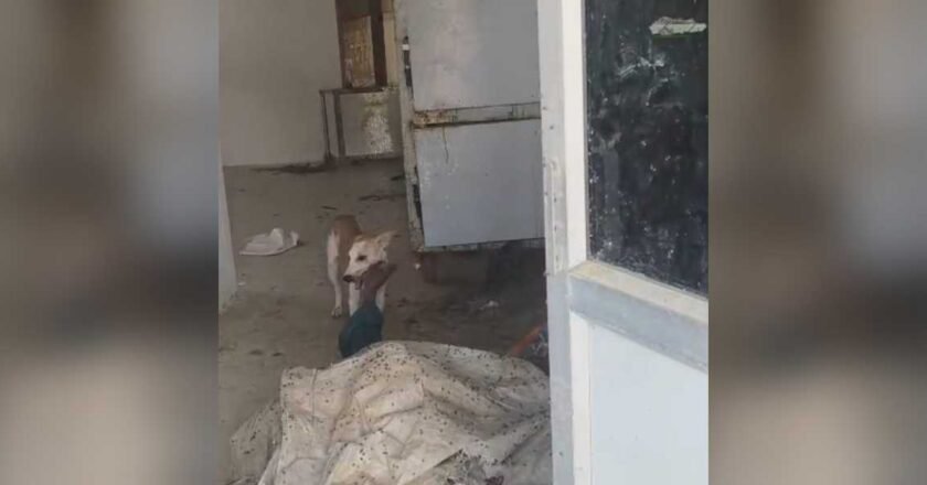 జడ్చర్ల హాస్పిటల్‌లో అమానుషం: మార్చురీలో మృతదేహాన్ని పీక్కుతిన్న కుక్కలు! Jadcherla Hospital Incident