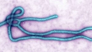 Ebola Virus
